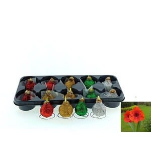 BLOEMBOL HIPPEASTRUM