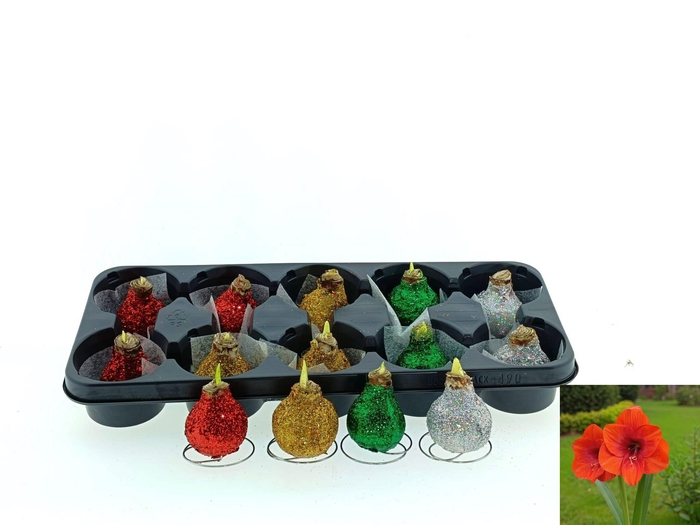 <h4>BLOEMBOL HIPPEASTRUM</h4>