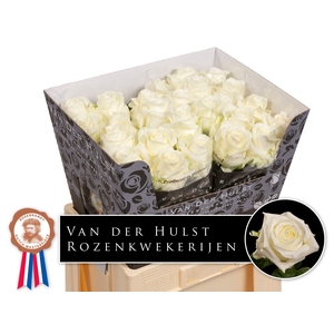 R Gr Noelia Extra Hulst