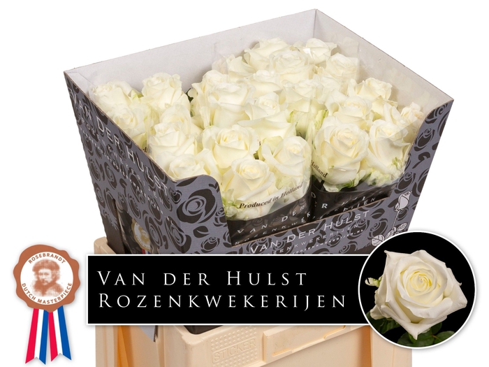 <h4>R Gr Noelia Extra Hulst</h4>