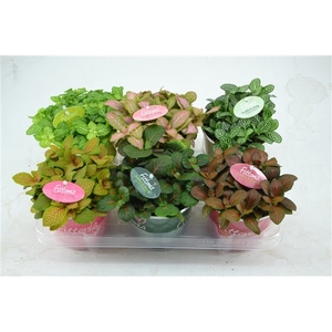 fittonia mix 12 cm in smartcup met etiket