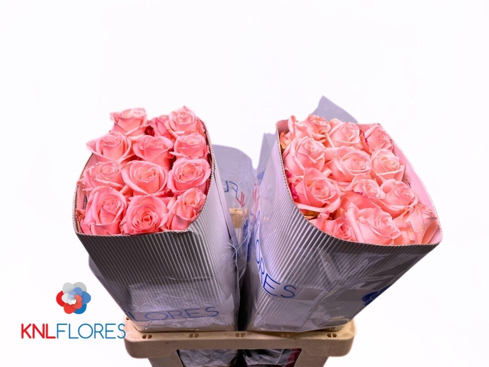 <h4>R GR ENGAGEMENT</h4>