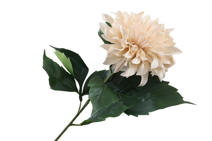 <h4>Dahlia Spider Cafe au Lait</h4>