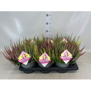Calluna vulg. 'Beauty L High Five'