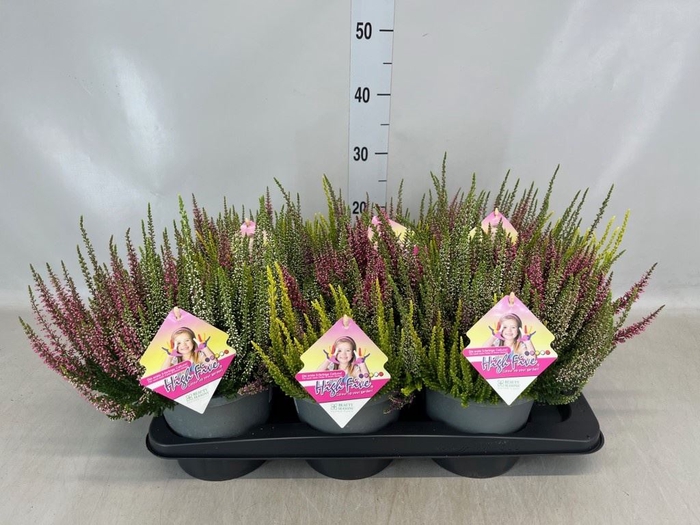 <h4>Calluna vulg. 'Beauty L High Five'</h4>