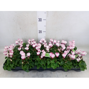 Cyclamen KL 'Verano Victoria'
