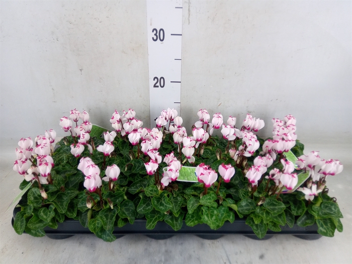 <h4>Cyclamen KL 'Verano Victoria'</h4>