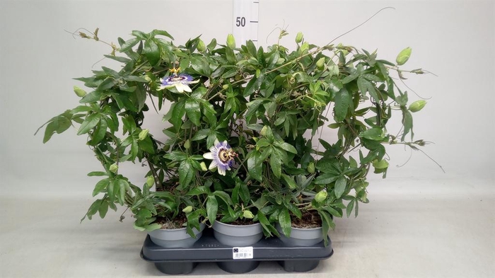 <h4>Passiflora caerul.</h4>