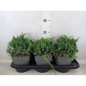 Juniperus squamata 'Blue Carpet'