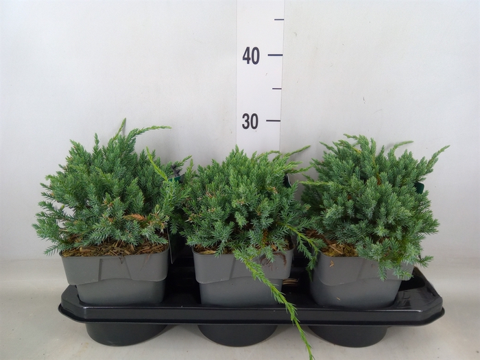 <h4>Juniperus squamata 'Blue Carpet'</h4>