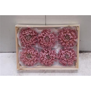 Wax Bol Chrysant Oud Rosa