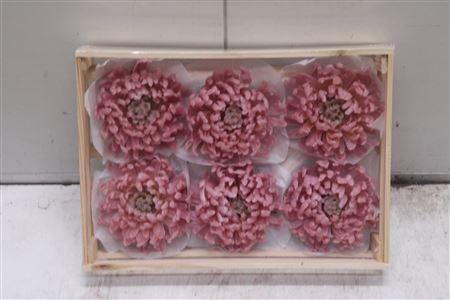 <h4>Wax Bol Chrysant Oud Rosa</h4>