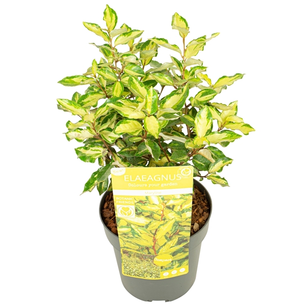 <h4>Elaeagnus ebbingei 'Maryline' ®</h4>