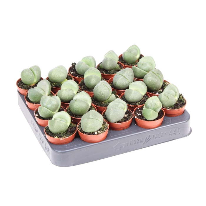 <h4>Lithops sp.</h4>