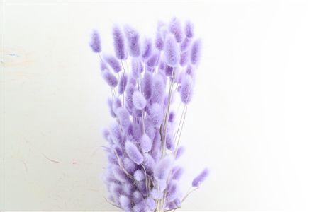 <h4>Dried Lagurus X5 Milka Bunch</h4>