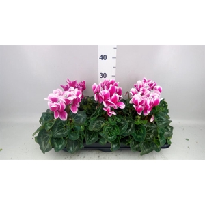 Cyclamen GR 'Halios Fantasia'