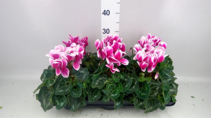 <h4>Cyclamen GR 'Halios Fantasia'</h4>