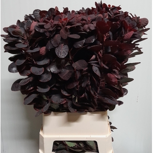 COTI C ROYAL PURPLE