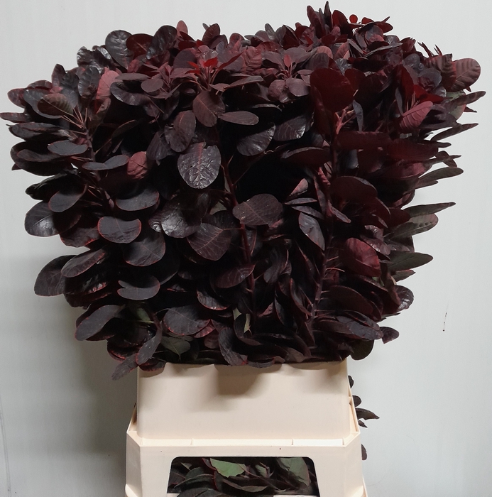 <h4>COTI C ROYAL PURPLE</h4>