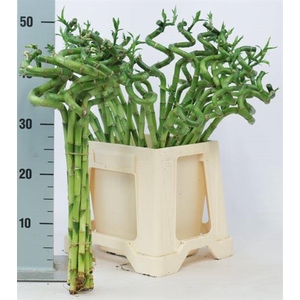 DRAC S LUCKY BAMBOO