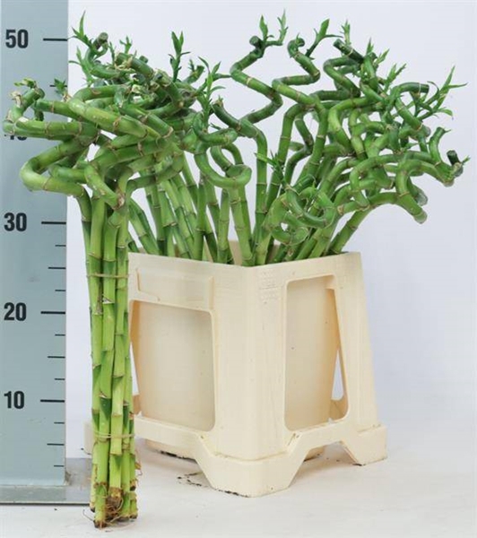 <h4>DRAC S LUCKY BAMBOO</h4>