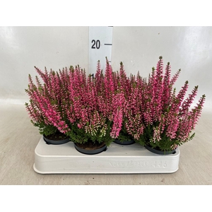 Calluna vulg. 'Beauty L Sylke'