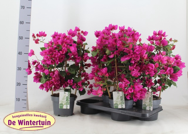 <h4>BOUGAINV SANDERIANA</h4>