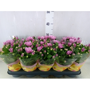 Chrysanthemum  'Breeze Pink'