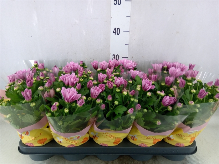 <h4>Chrysanthemum  'Breeze Pink'</h4>