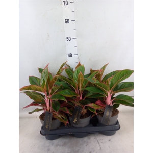 Aglaonema  'Jungle Red'