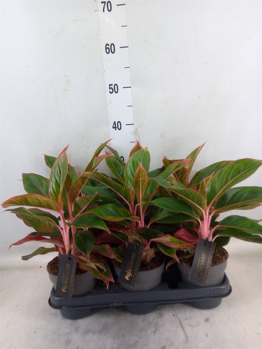 <h4>Aglaonema  'Jungle Red'</h4>