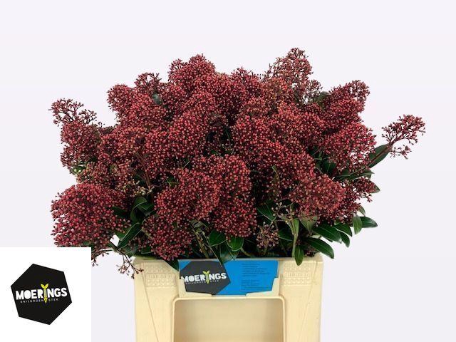 <h4>Skim J Rubella Bs</h4>