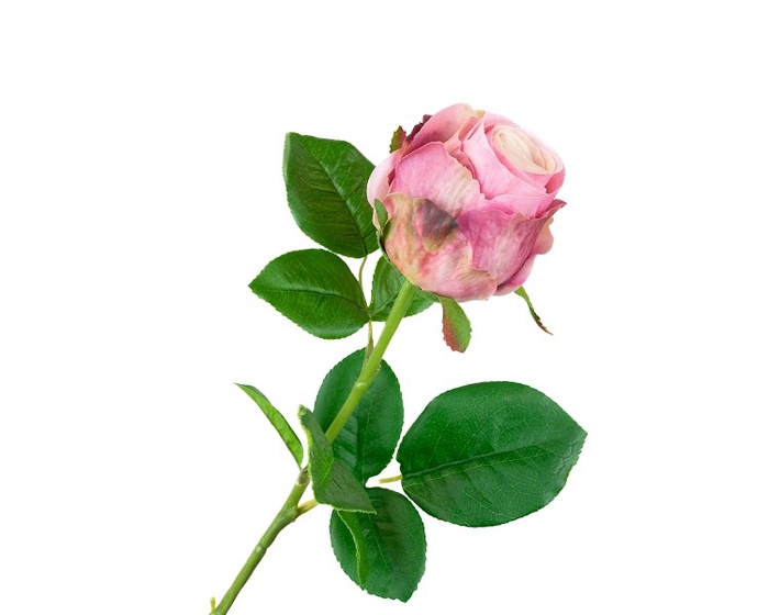 <h4>Rosa Pink</h4>