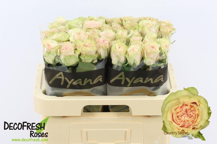 <h4>R Gr Country Secret</h4>