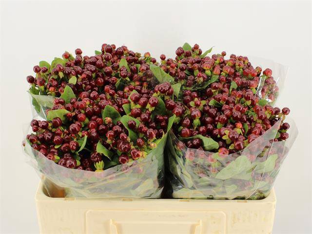 <h4>HYP MAG CHERRY</h4>