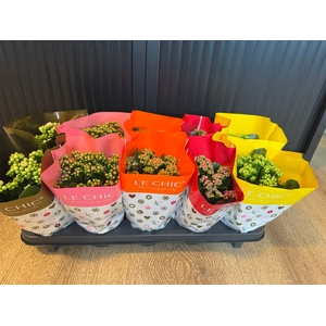 Kalanchoe Double, Le Chic HOES