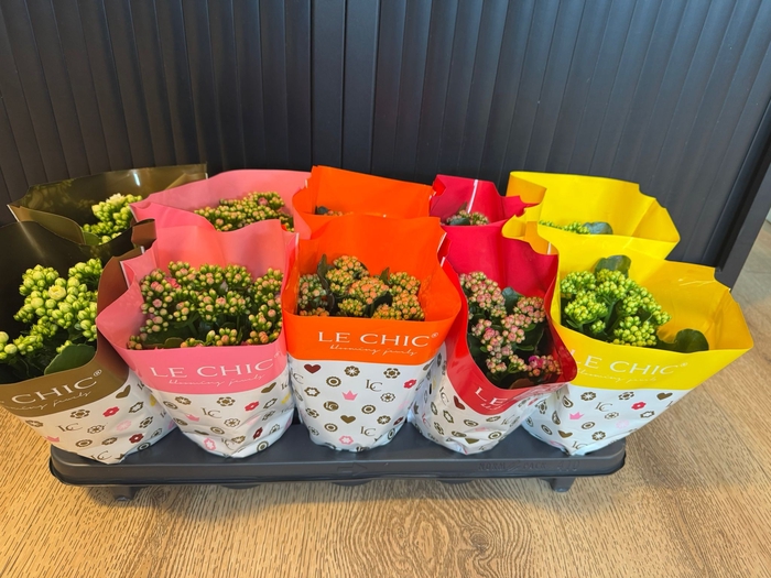 Kalanchoe Double, Le Chic HOES