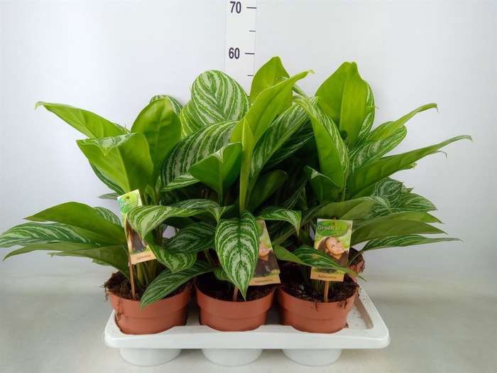 <h4>Aglaonema ...</h4>
