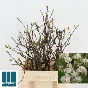 BLOESEMTAK OVERIG BLOESEMTAK OV