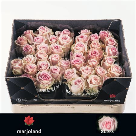 <h4>Rosa grootbloemig Sweet Dolomiti</h4>