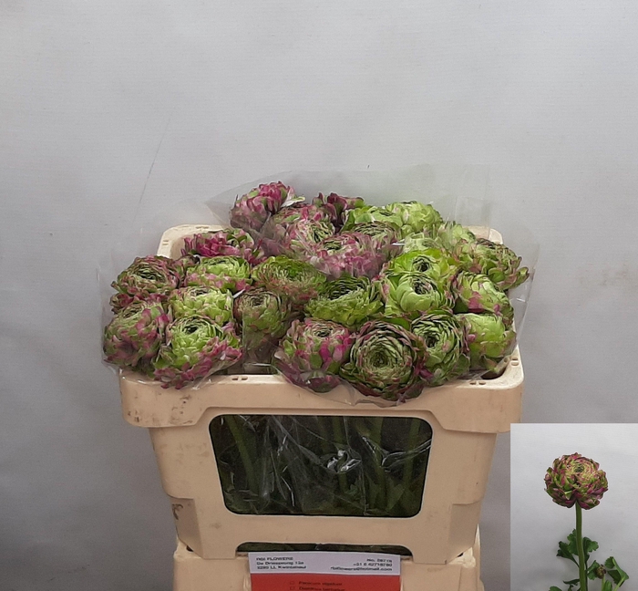 <h4>RAN PON PON MALVA</h4>