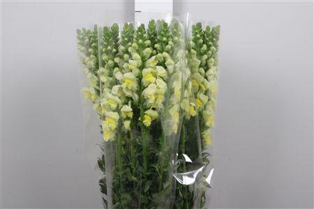 <h4>Antir It. Yellow</h4>