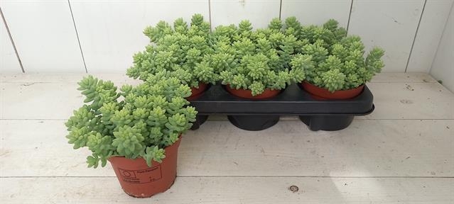 Sedum Burrito 11Ø 15cm