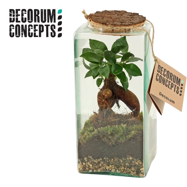 <h4>Terrarium Eris (Decorum concepts)</h4>