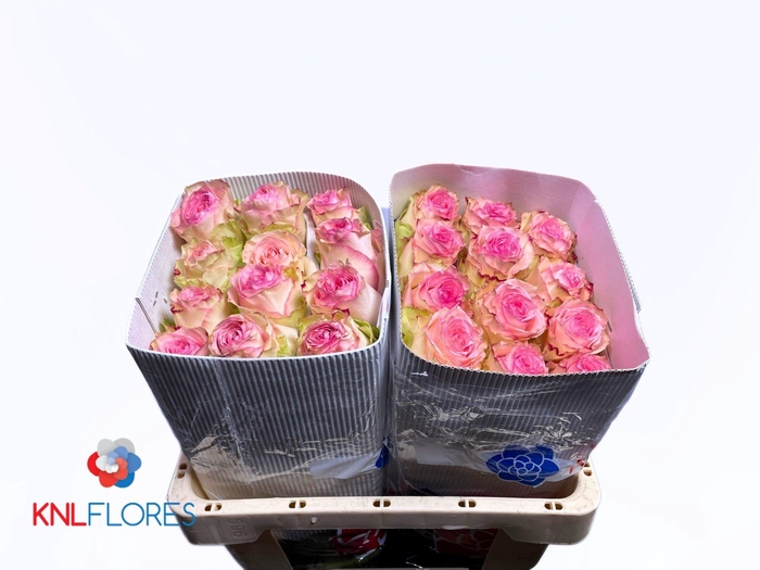 <h4>R GR ESPERANCE</h4>