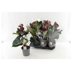 Anthu Fl Tranquillo 3+