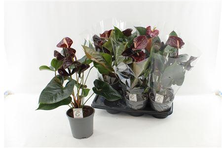 Anthu Fl Tranquillo 3+