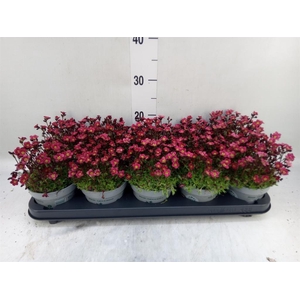 Saxifraga arend. 'Touran Deep Red'