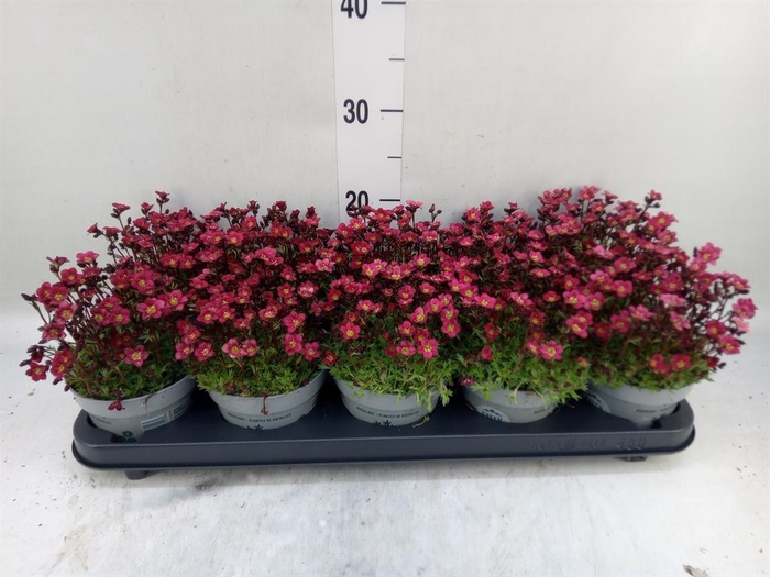 <h4>Saxifraga arend. 'Touran Deep Red'</h4>
