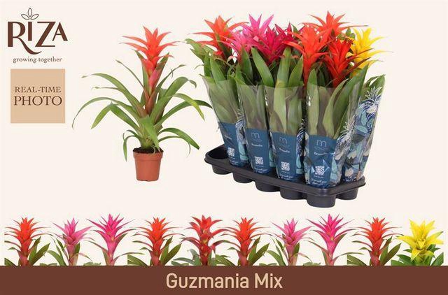 <h4>Guzm Gem 5 Srt</h4>